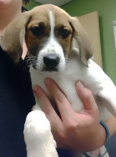 Sweet Pea -Puppy