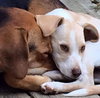 Melody -Puppy