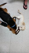 Melody -Puppy