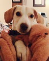 Melody -Puppy