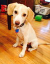 Melody -Puppy