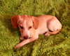 Melody -Puppy