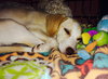 Melody -Puppy