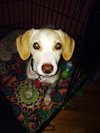 Melody -Puppy