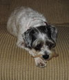 Pete
