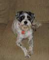 Pete