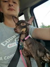 Phoebe