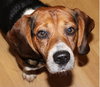 Bogart