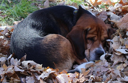 Bogart