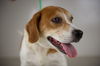 Willa -