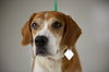Willa -