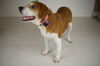 Willa -