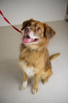 Gus -Aussie Mix