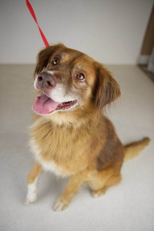 Gus -Aussie Mix