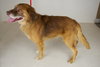 Gus -Aussie Mix