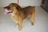Gus -Aussie Mix