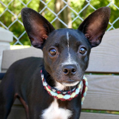 Coleman -PUPPY