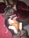 Coleman -PUPPY