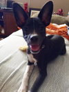 Coleman -PUPPY