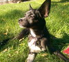 Coleman -PUPPY