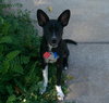 Coleman -PUPPY