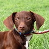 Rollo PUPPY