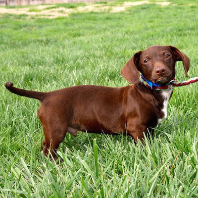 Rollo PUPPY