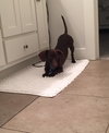 Rollo PUPPY