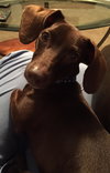 Rollo PUPPY