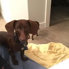 Rollo PUPPY