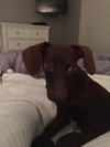 Rollo PUPPY