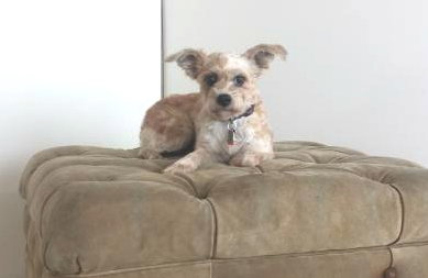Twinkie
