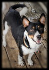 Tucker