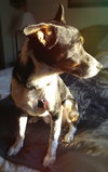 Tucker