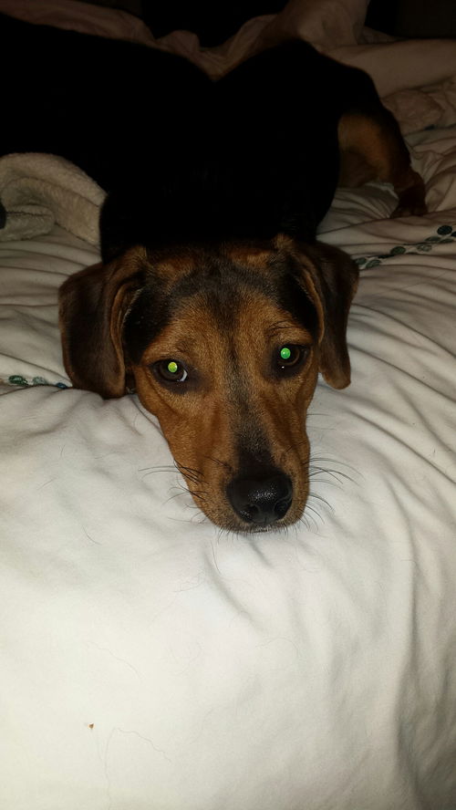 Frankie