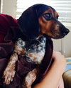 Johnny - PUP