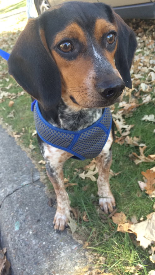 Johnny - PUP