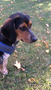 Johnny - PUP