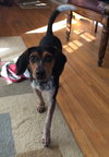 Johnny - PUP