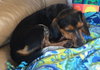 Johnny - PUP