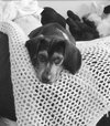 Johnny - PUP
