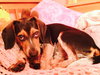 Johnny - PUP