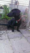 Astro  -PUPPY