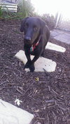 Astro  -PUPPY