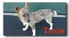 Trixie