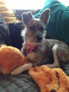 Trixie