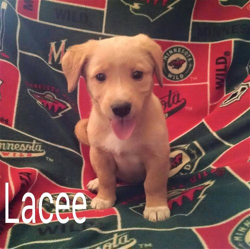 Lacee