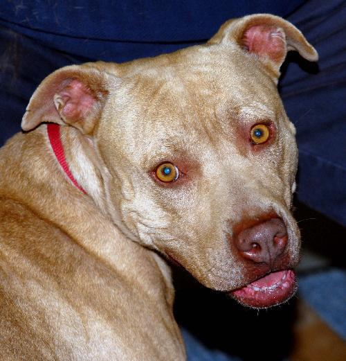 Josie