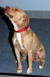 Josie