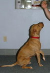 Josie
